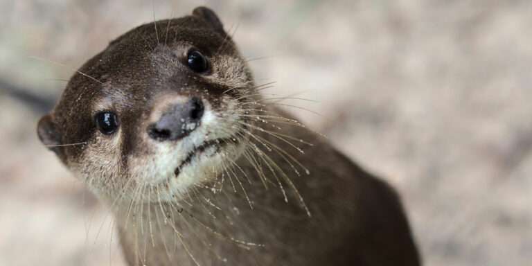 Instagram et la veille graphique